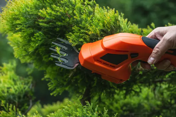 Ardıç çiçekleri budarlar. Bahçedeki bitkilerin tomurcukları yemyeşil olur..