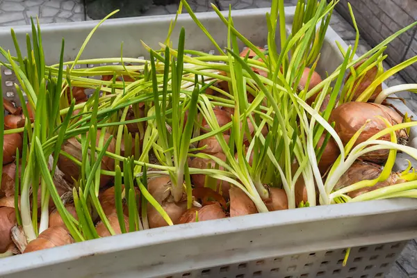 Plastik bir kutuda filizlenmiş ampuller. Ürünlerin depolanması ve aşırı üretimi kavramı.