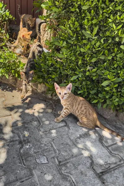 Bahçede oynayan kırmızı çizgili kedi yavruları. Seçici odak.