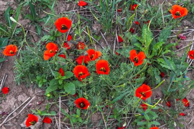 Çayırda kırmızı gelincikler, yakın plan, üst manzara. Çayır çiçekleri. Seçici odak