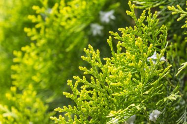 Biota dalları ile bulanık doğa arkaplanı.