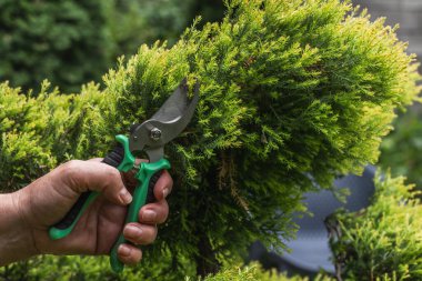 Bahçıvanın biri ardıç makasıyla süsleme yapıyor. Bahçedeki yemyeşil bitkilerin budanması..