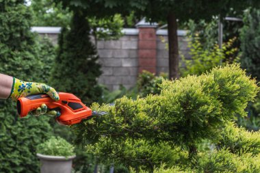 Bir bahçıvan elektrikli budayıcı ile ardıç süslüyor. Bahçedeki yemyeşil bitkilerin budanması..