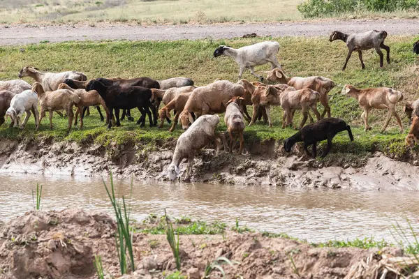 Kanalda su içmek için evcil koyunlar geldi..