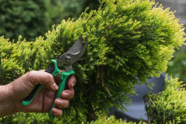 Bahçıvanın biri ardıç makasıyla süsleme yapıyor. Bahçedeki yemyeşil bitkilerin budanması..