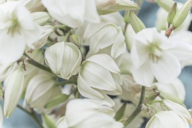 Yucca filamentosa 'nın narin beyaz çiçekleri yakın plan, seçici odaklanma.