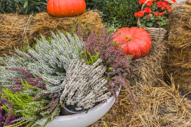 Sonbahar kompozisyonu, saman balyaları üzerinde balkabakları ve çalılık çiçekleri. Şükran Günü konsepti.