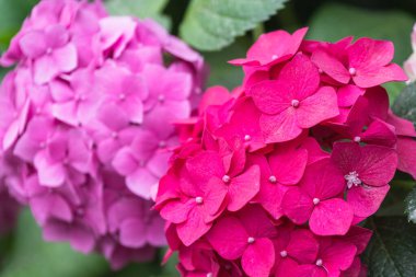 Bahçedeki parlak pembe ortanca çiçeklerine yakın plan, seçici odaklanma.