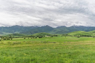 Kırgızistan 'ın Chui Vadisi' ndeki yeşil alanlar. Doğa arkaplanı.