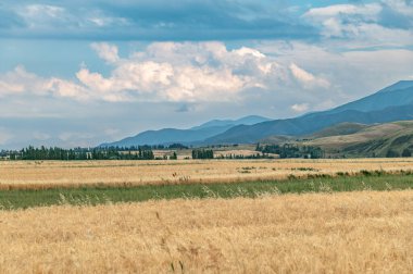 Dağ vadisinde olgunlaşmış buğday tarlaları ve bulutlu gökyüzü.