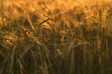 Gün batımında mısır gevreği tarlasının arka planı. Yakın çekim, seçici odaklanma.