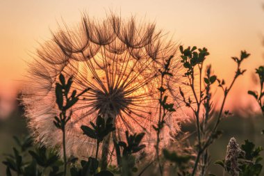 Büyük tüylü karahindiba ve batan güneşin ışınlarında çayır çimen siluetleri.