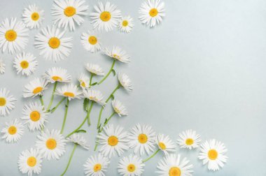 Kopya alanı olan beyaz papatya çiçekli tebrik veya davet kartının boş bir kopyası