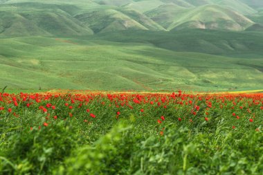 Gelincikler rüzgârda sallanıyor yeşil tepelerin arka planında. Seçici odak.