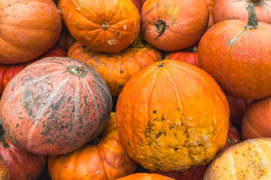 Balkabağı yığını yaklaşıyor. Şükran Günü konsepti.