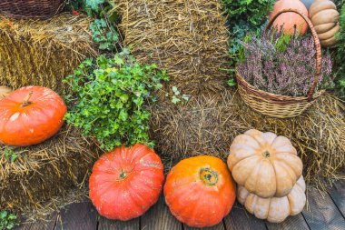 Balkabaklarıyla sonbahar kompozisyonu ve saman balyalarının üzerinde çalı çiçekleri olan sepet. Şükran Günü konsepti.