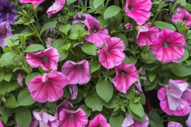 Pembe petunya çiçekleri ile yeşil doğal arkaplan.