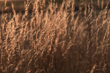 Gün batımında turuncu güneş ışınlarında yabani otlar. Ilık sonbahar günbatımının arka planı. Seçmeli odak.
