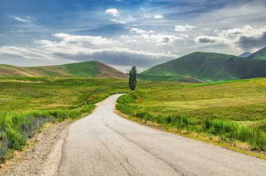 Yeşil tepelerin arasından geçen bir dağ yolu ve yol kenarında yalnız bir kavak..