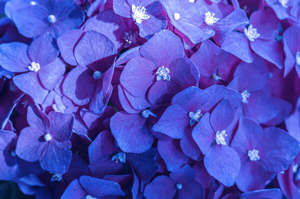 Blue close-up of hydrangea. Selective focus. Floral background.
