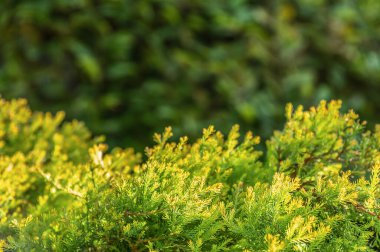 Ön planda ardıç dalları olan yeşil bulanık bir arka plan. Seçici odak.