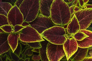 Renkli Plectranthus yapraklarının doğal arka planı. Seçici odak.