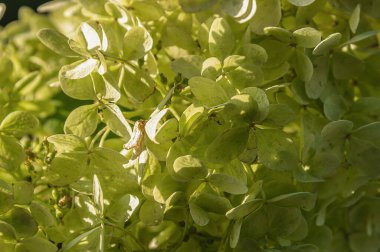 Bahçede panikleyen ortancaların yeşil başlarını yakın plan çek. Seçici odak.