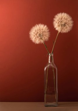 Terasotta arka planında cam bir şişede iki tüylü karahindiba ve fotokopi alanı..