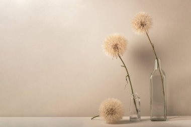 Bej bir arka planda, iki cam vazoda kabarık karahindibalar..