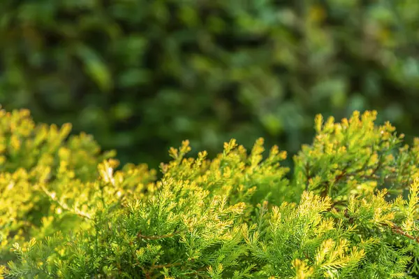 Ön planda ardıç dalları olan yeşil bulanık bir arka plan. Seçici odak.