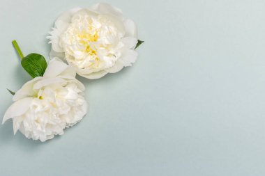 Yeşilimsi bir zemin üzerinde iki beyaz şakayık çiçekli boş bir maket..