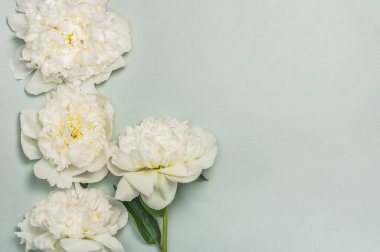 Yeşilimsi arkaplan üzerinde beyaz şakayık çiçekleri olan boş bir maket..