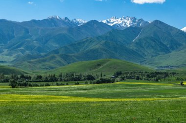 Yeşil dağ zeminine karşı sarı kolza tarlaları ve yeşil çayırlar ve kopyalama alanı olan karlı zirveler..