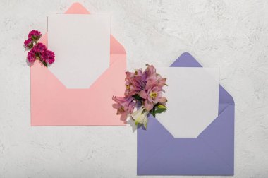 Pembe zarf, leylak zarf ve beyaz arka planda pembe Ermerya ve Aquilegia çiçekleri. Tebrik kartı düzeni.