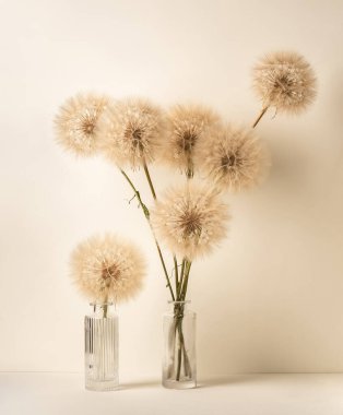 Bej arka planda iki cam vazoda pofuduk karahindibalar. Dikey resim.