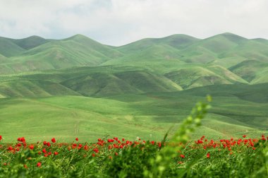 Yeşil tepeler ve kırmızı gelincikler. Kırgızistan 'da bahar. Seçici odak.