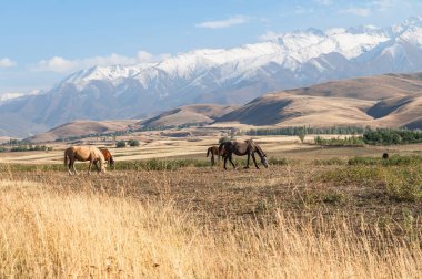 Atlar yüksek karlı dağların arka planında sonbahar tarlalarında otlarlar. Kırgızistan 'ın dağlarında sonbaharın başlarındaki kırsal cennet.