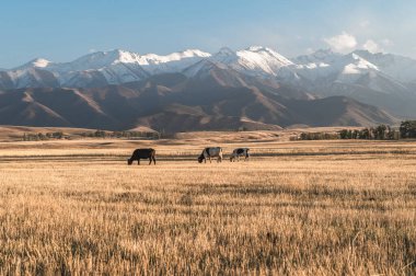İnekler yüksek karlı dağların arka planında biçilmiş sonbahar tarlalarında otlarlar. Kırgızistan 'ın dağlarında sonbaharın başlarındaki kırsal cennet.