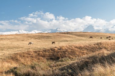 Atlar dağlardaki sonbahar tarlalarında otlarlar. Organik çiftlik hayvanları çiftliği.