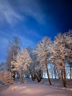 Karla kaplı ağaçlarla kaplı güzel kış manzarası