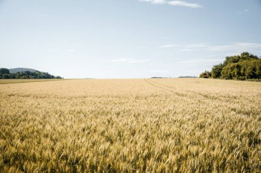 A golden wheat field stretches endlessly towards the horizon, bathed in warm sunlight, creating a peaceful and expansive landscape. High quality photo clipart