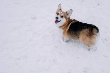 Corgi running for a bottle on the white snow. High quality 4k footage clipart