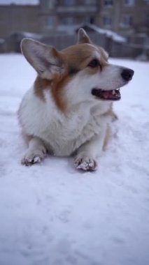 Corgi beyaz karda bir şişe almak için koşuyor. Yüksek kalite 4k görüntü