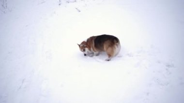 Corgi beyaz karda bir şişe almak için koşuyor. Yüksek kalite 4k görüntü