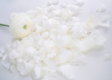 Ranunculus yapraklarında beyaz ranunculus. Yakın plan. Yüksek kalite fotoğraf