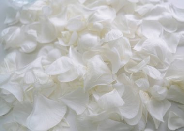 Ranunculus yapraklarında beyaz ranunculus. Yakın plan. Yüksek kalite fotoğraf