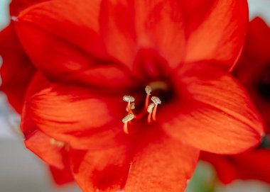 Red flower close-up with stamens. High quality photo clipart