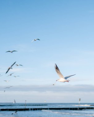 Güneşli bir günde Kuzey Denizi üzerinde uçan martılar