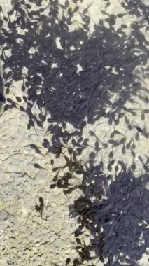 Kurbağa yavruları temiz suda yüzerler. Yüksek kalite 4k görüntü