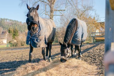 İki kahverengi at saman çiğner ve kameraya yakından bakar. Yüksek kalite fotoğraf